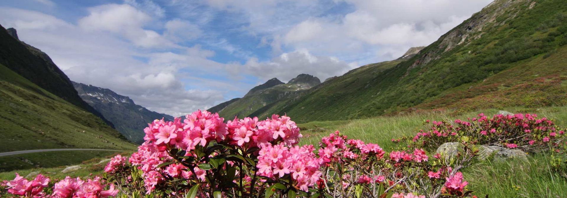 Alpine roses in Galtür in Galtür